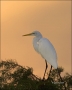 Florida;Southeast-USA;Great-Egret;Egret;Sunrise;Ardea-alba;one-animal;close-up;c